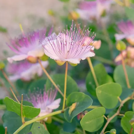 Semesterbostad Dependance In Con Piscina Ragusa