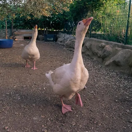 Semesterbostad Dependance In Con Piscina Ragusa