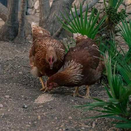 Semesterbostad Dependance In Con Piscina Ragusa